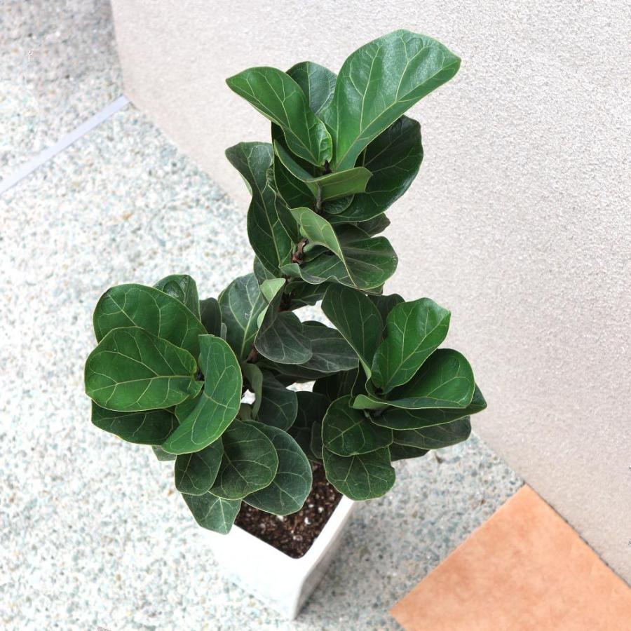 残りわずか 送料無料 カシワバゴム フィカス リラータ ゴムの木の仲間 中型 観葉植物 7号鉢 1個 リビング オフィス 事務所 インテリア 大型 おしゃれ 初心者 育て 正規品 Nicmosul Org