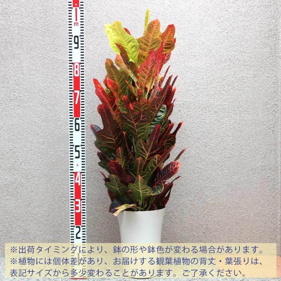 2394円 引き出物 送料無料 クロトン エクセレント 中型 観葉植物 7号鉢 1個 リビング オフィス 事務所 インテリア 大型 おしゃれ 初心者 育てやすい ガーデニング 御祝 お