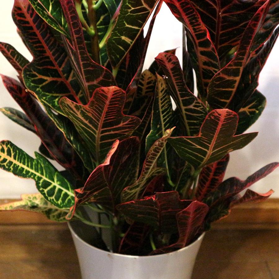 珍品 クロトン クロトン エクセレント【中型 観葉植物 7号鉢／1個】 : shopooo by GMO