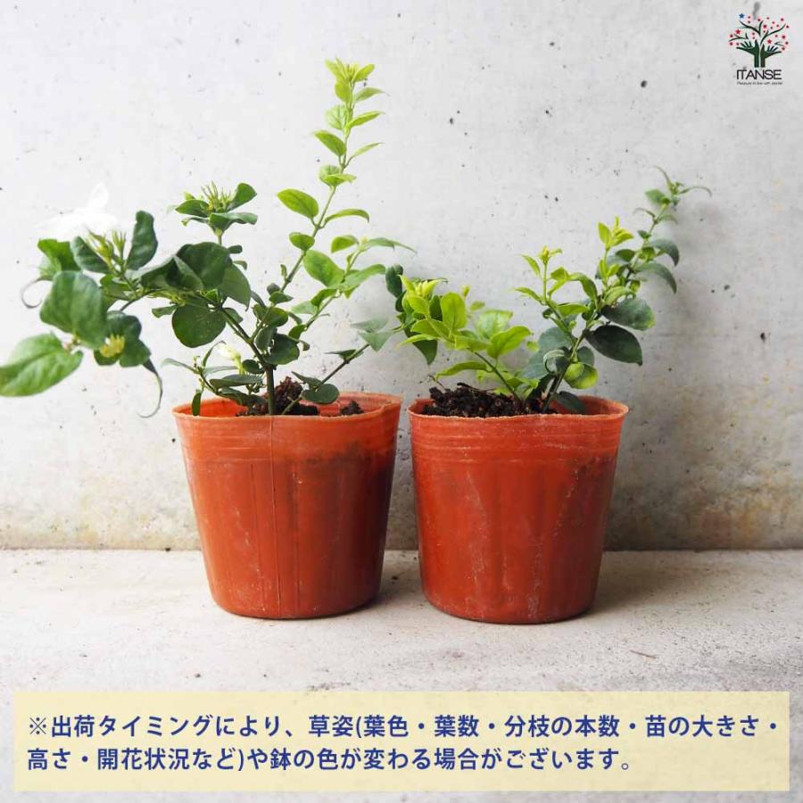 ジャスミン 花美人 【花木苗 9cmポット／お買い得2個セット