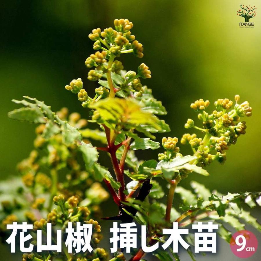 天然 花山椒 蕾 採りたて100g青森産