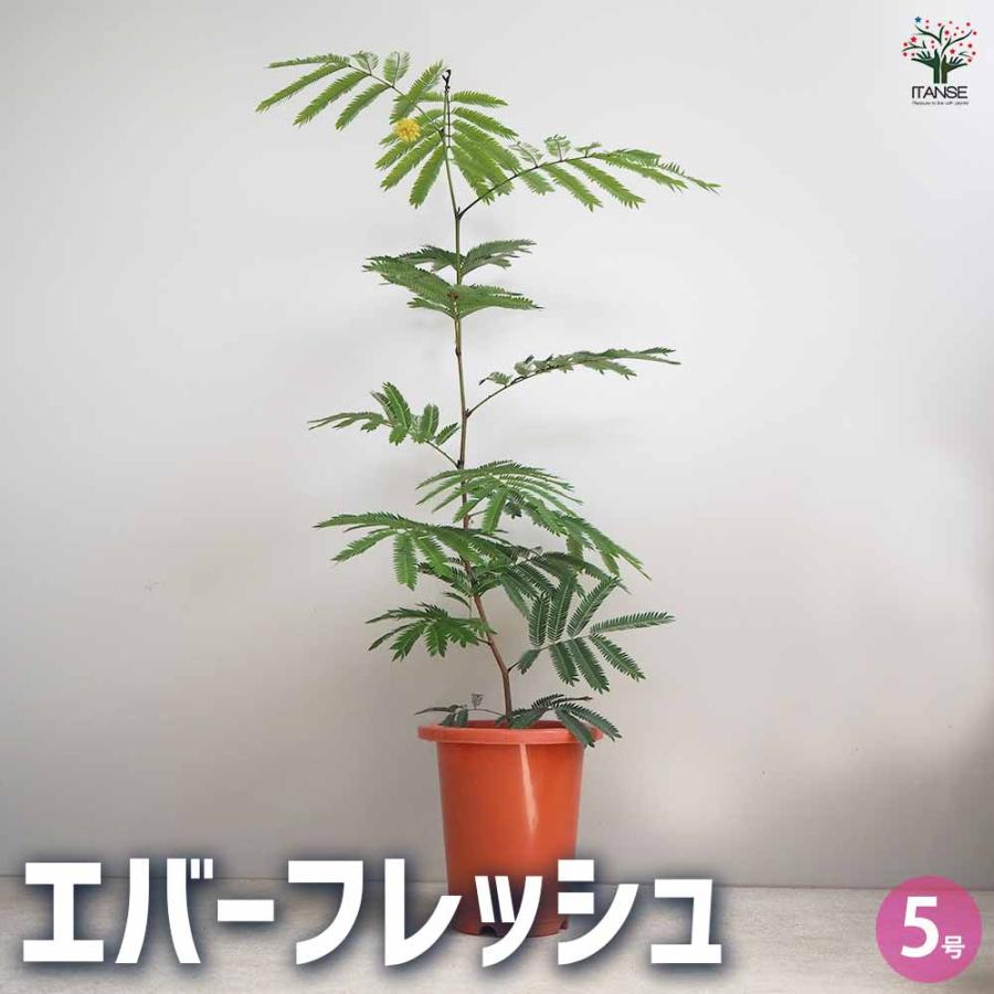 エバーフレッシュ(アカサヤネムノキ)【観葉植物 5号鉢／1個売り