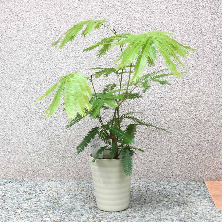 【観葉植物】エバーフレッシュ　アカサヤネムノキ  S字曲がり　150㎝ エバーフレッシュ(アカサヤネムノキ)【観葉植物 5号鉢／1個売り