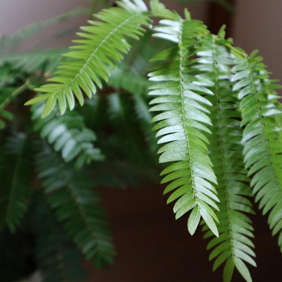 エバーフレッシュ(アカサヤネムノキ)【観葉植物 5号鉢／1個売り