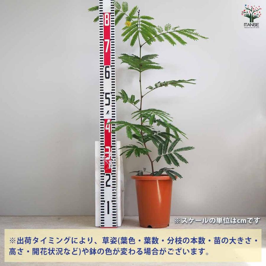 エバーフレッシュ(アカサヤネムノキ)【観葉植物 5号鉢／1個売り