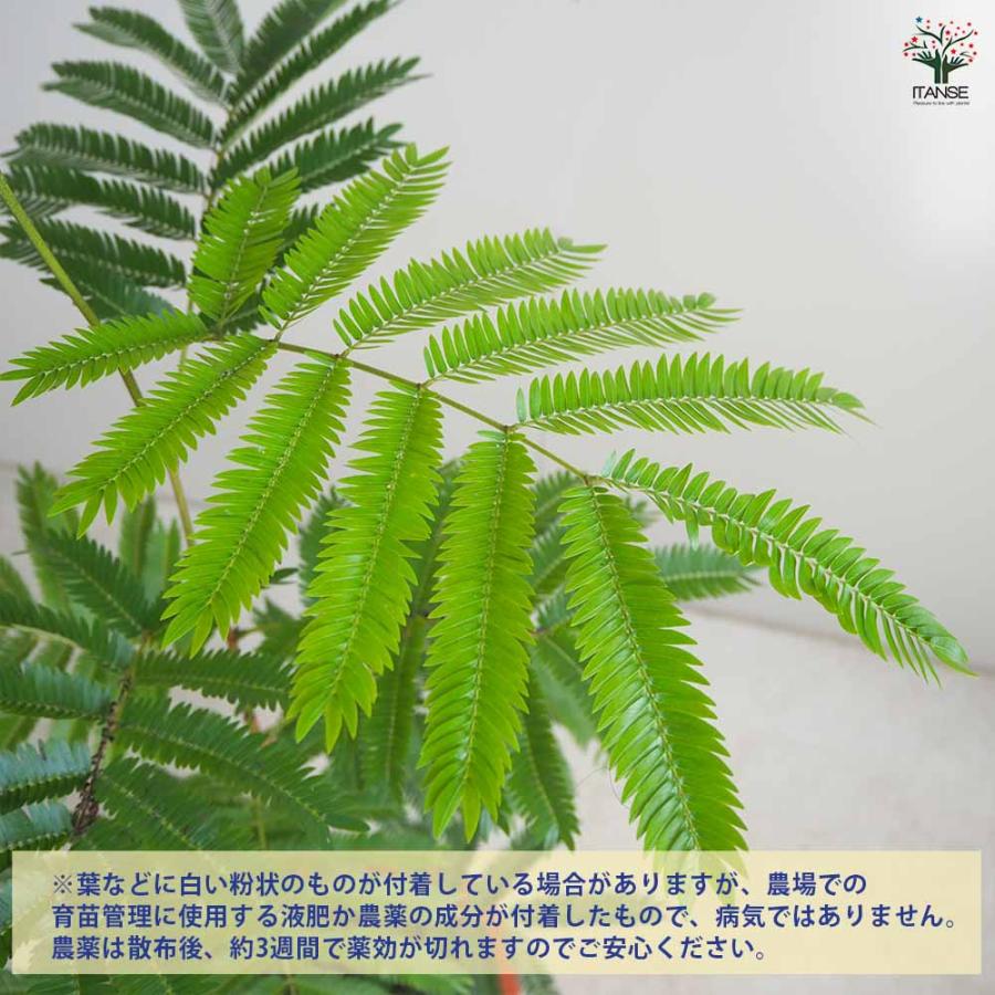 エバーフレッシュ(アカサヤネムノキ)【観葉植物 5号鉢／1個売り