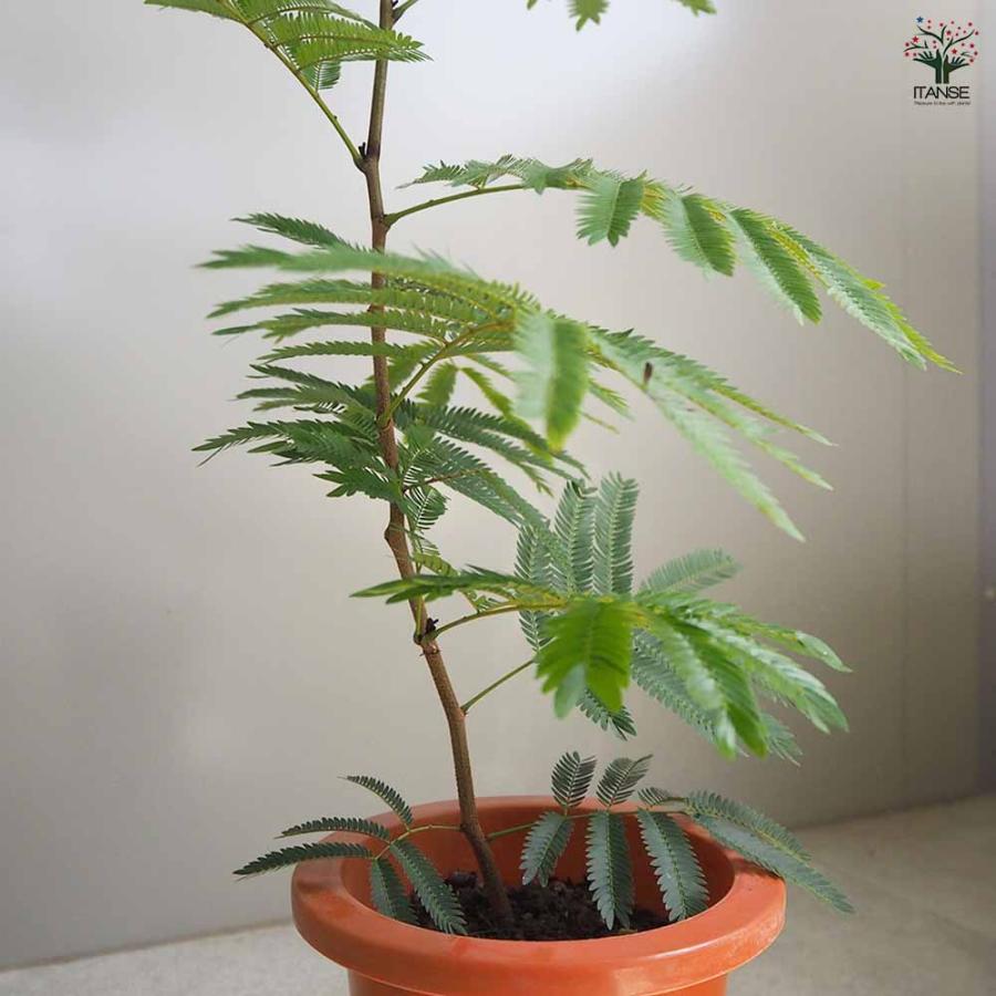 エバーフレッシュ(アカサヤネムノキ)【観葉植物 5号鉢／1個売り
