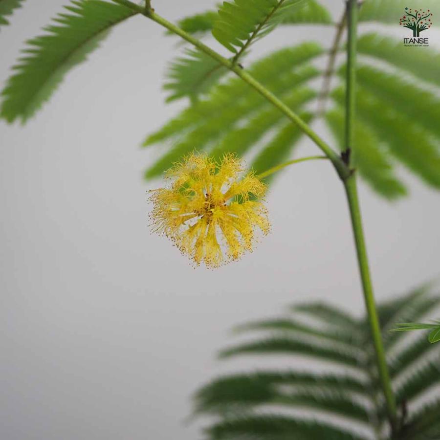 【観葉植物】エバーフレッシュ　アカサヤネムノキ  S字曲がり　150㎝ エバーフレッシュ(アカサヤネムノキ)【観葉植物 5号鉢／1個売り