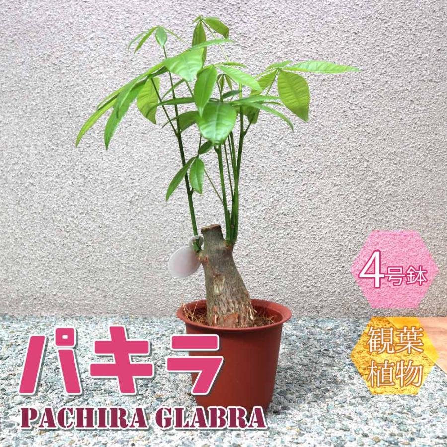 パキラ【小型 観葉植物 4号鉢/1個】 : shopooo by GMO - 通販 パキラ【小型 観葉植物 4号鉢/1個】 : shopooo by GMO - 通販