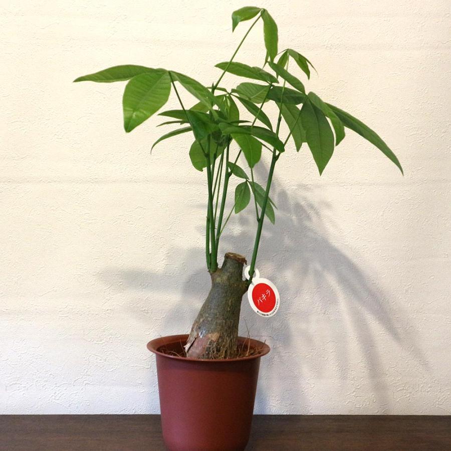 パキラ【小型 観葉植物 4号鉢/1個】 : shopooo by GMO - 通販 パキラ【小型 観葉植物 4号鉢/1個】 : shopooo by GMO - 通販