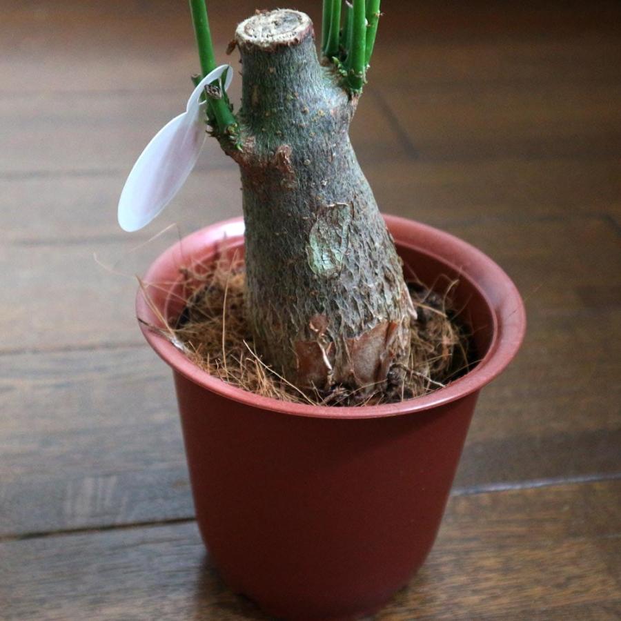 パキラ【小型 観葉植物 4号鉢/1個】 : shopooo by GMO - 通販 パキラ【小型 観葉植物 4号鉢/1個】 : shopooo by GMO - 通販