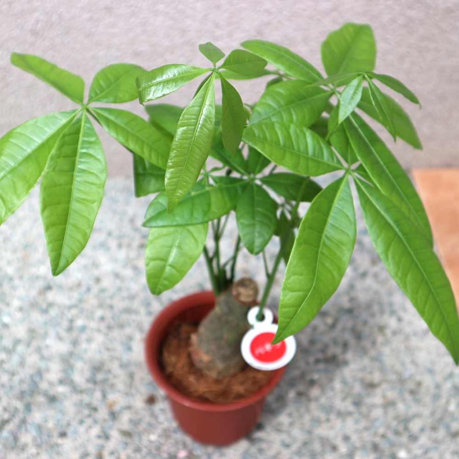 パキラ【小型 観葉植物 4号鉢/1個】 : shopooo by GMO - 通販 パキラ【小型 観葉植物 4号鉢/1個】 : shopooo by GMO - 通販