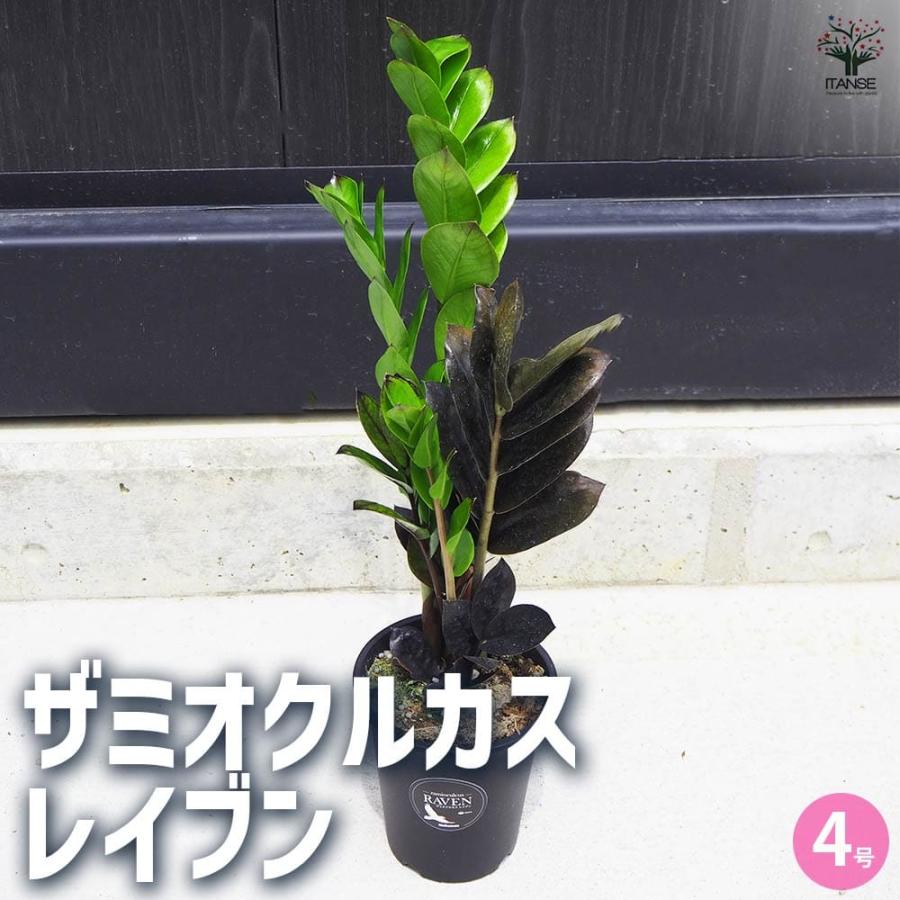 観葉植物 ザミオクルカス レイブン 【観葉植物 4号鉢／1個売り