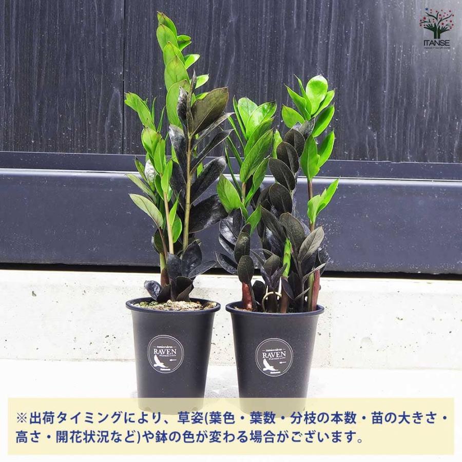 観葉植物 ザミオクルカス レイブン 【観葉植物 4号鉢／1個売り