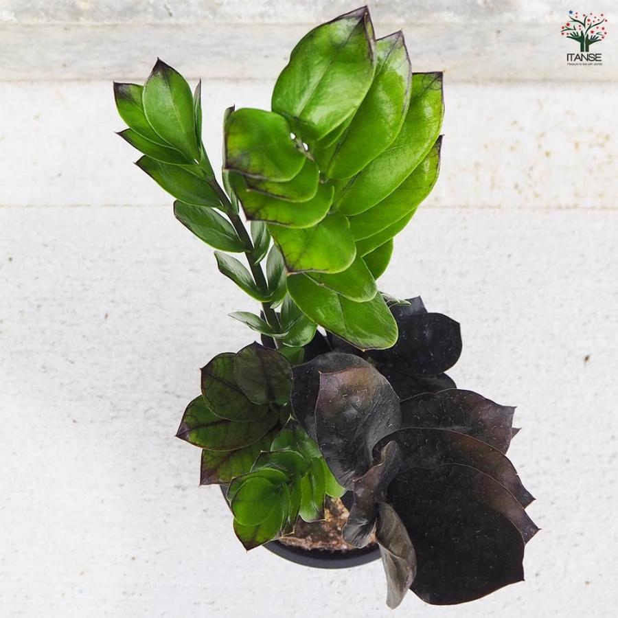 観葉植物 ザミオクルカス レイブン 【観葉植物 4号鉢／1個売り