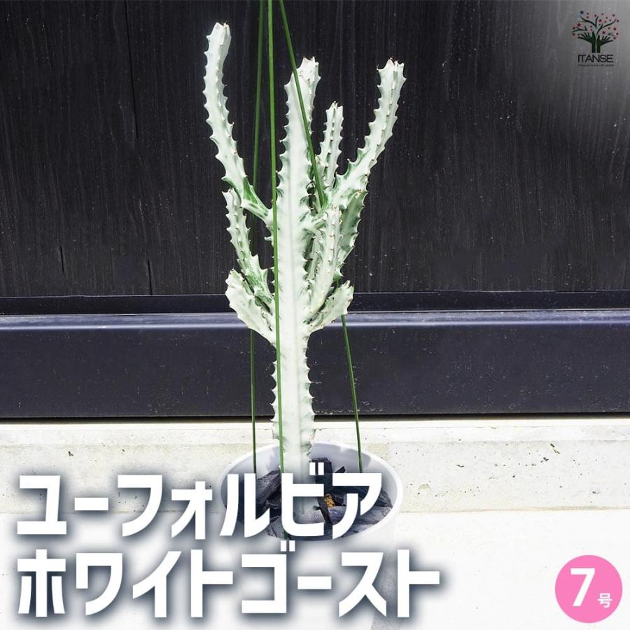 観葉植物 ユーフォルビア ホワイトゴースト 【観葉植物 7号鉢／1個売り