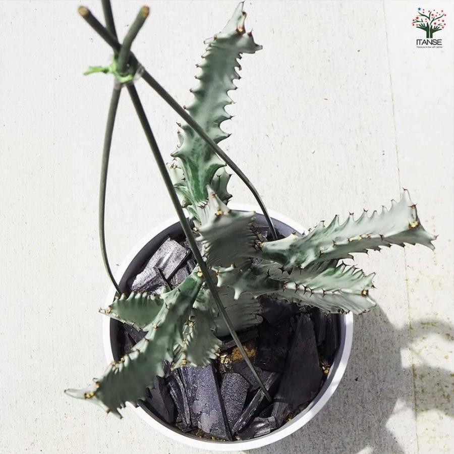 観葉植物 ユーフォルビア ホワイトゴースト 【観葉植物 7号鉢／1個売り