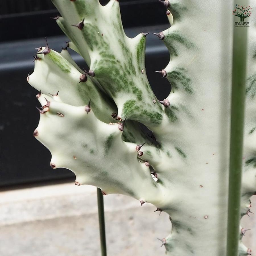 観葉植物 ユーフォルビア ホワイトゴースト 【観葉植物 7号鉢／1個売り