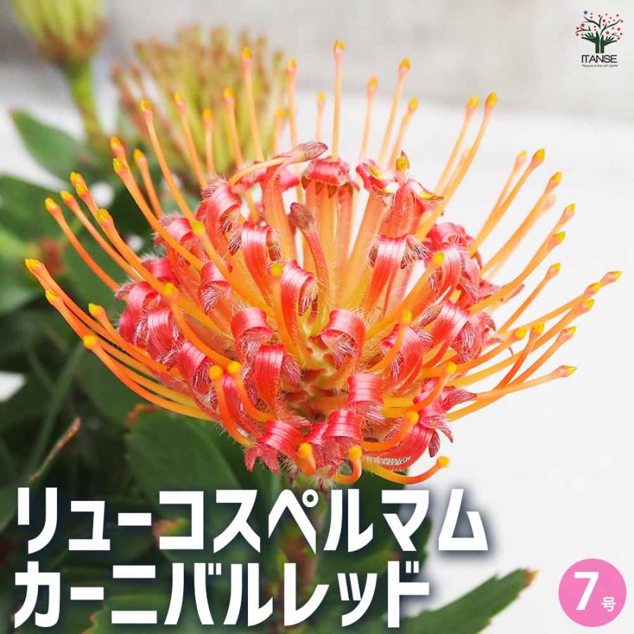 リューコスペルマム カーニバルレッド 【花木苗 7号鉢／1個売り
