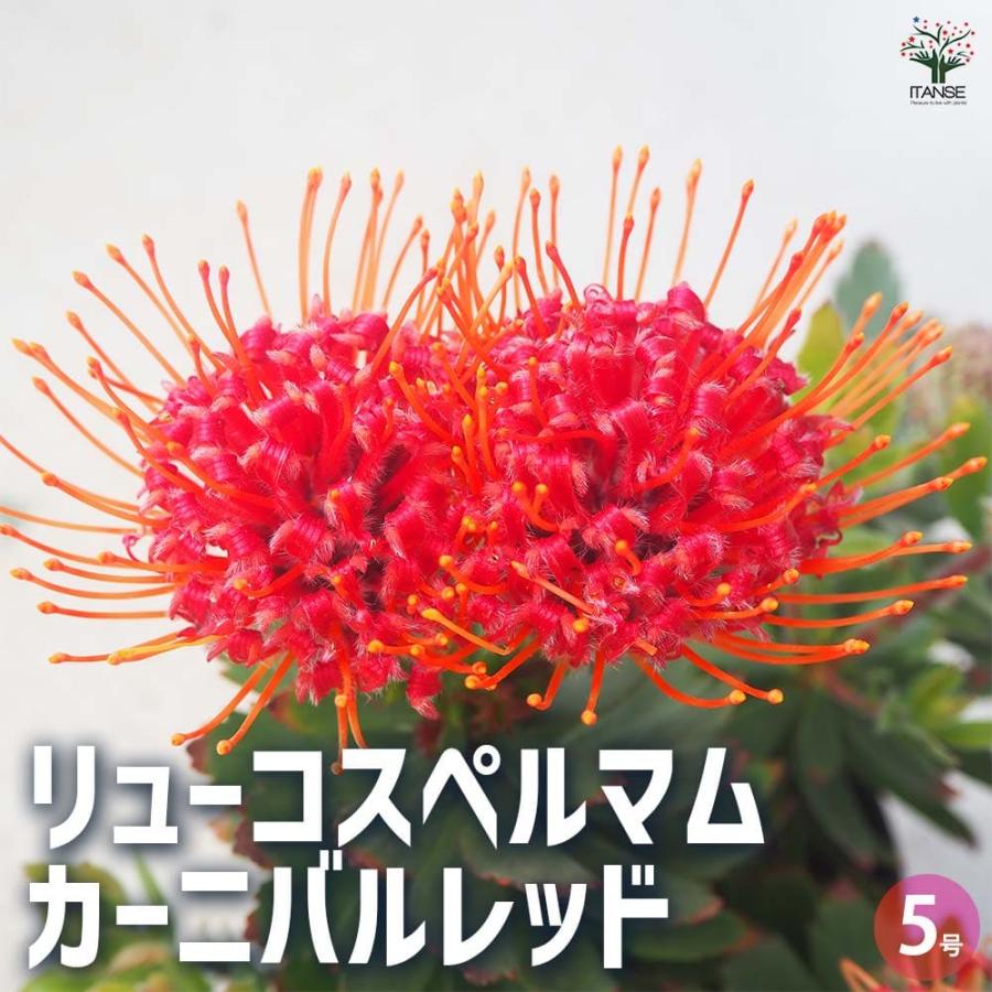 リューコスペルマム カーニバルレッド 【花木苗 5号鉢／1個売り