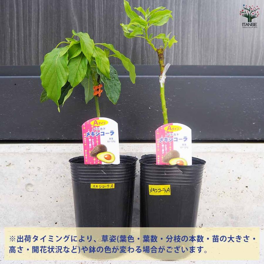 アボカド メキシコーラ 【果樹の苗木 4.5号ロングポット／1個売り