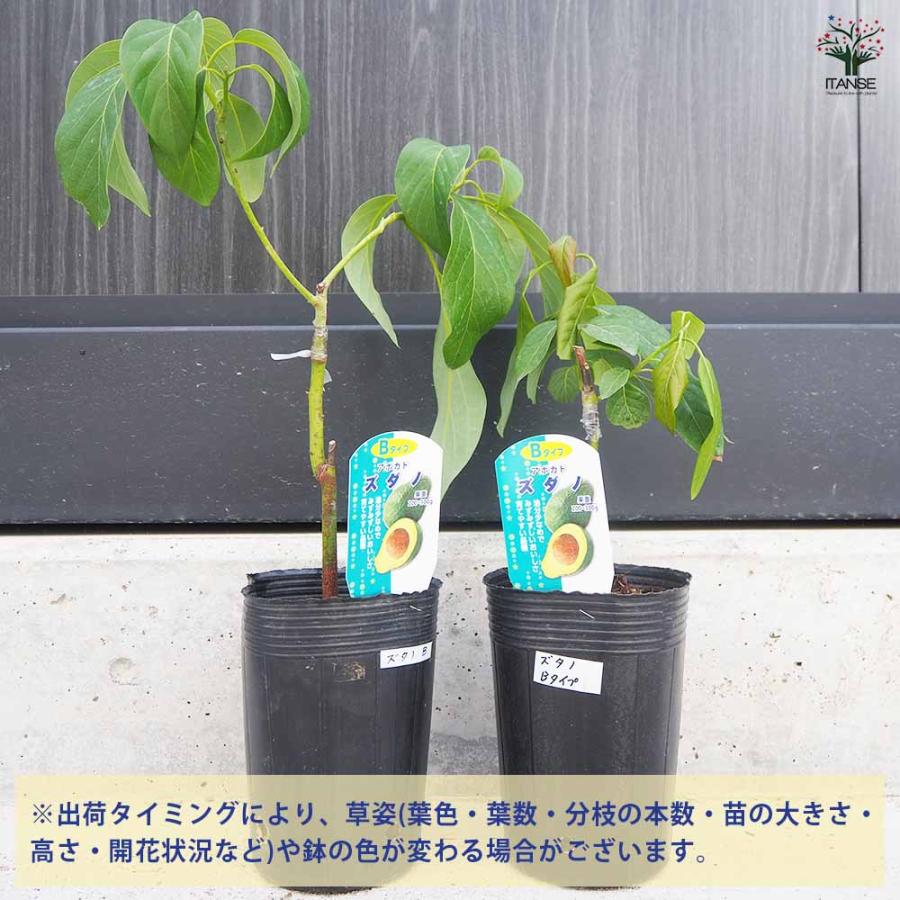 アボカド苗 約80cm 健康的 苗木4本と新芽苗1本｜アボカド