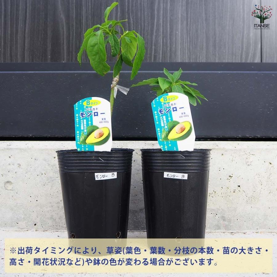 アボカド モンロー 【果樹の苗木 4.5号ロングポット／1個売り