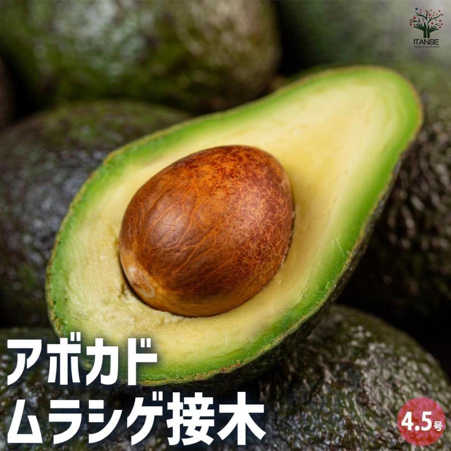 アボカド ムラシゲ 【果樹の苗木 4.5号ロングポット／1個売り】 【公式