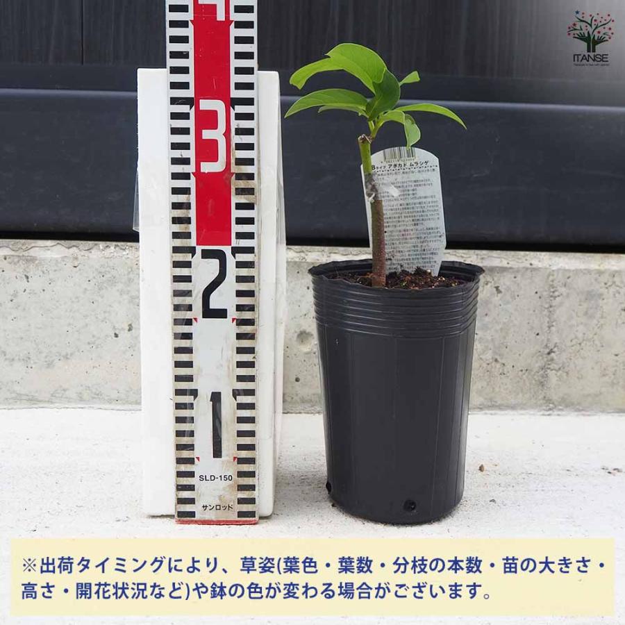 アボカド ムラシゲ 【果樹の苗木 4.5号ロングポット／1個売り】 【公式
