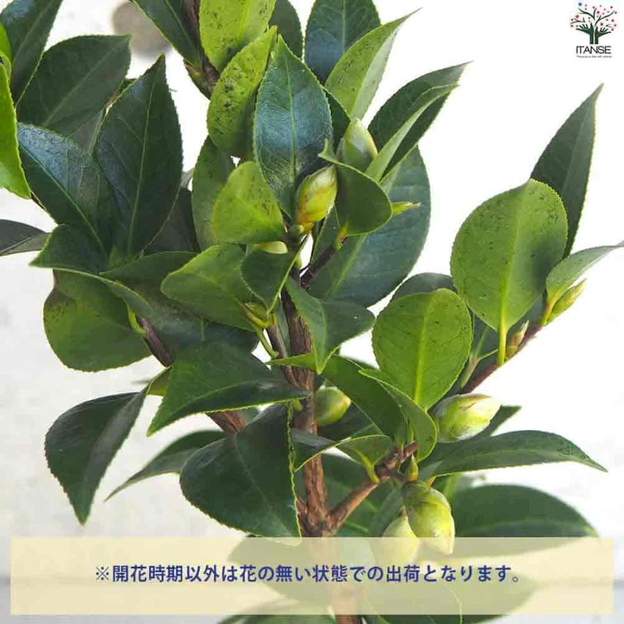 椿(つばき)の苗木 ブラックレース 【花木苗 4号ポット／1個売り