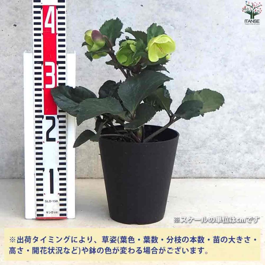 クリスマスローズ 氷の薔薇 ビアンコ 【花苗 5号ポット／1個売り