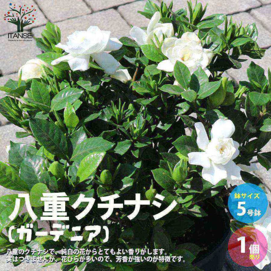 八重クチナシ (ガーデニア) 【庭木 5号鉢／1個売り】 : shopooo by GMO