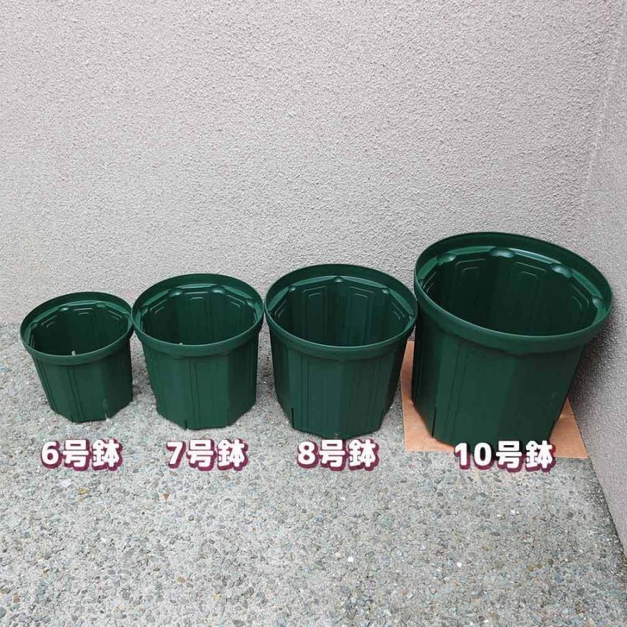 送料無料 スリット鉢 7号鉢 お買い得3個セット 即出荷 すりっと鉢 植木鉢 野菜 果樹 観葉植物 花 草花 植木 栽培用 ポット プランター 育苗 根はり鉢 家 1 Itanse 1099 Shopooo By Gmo 通販 Yahoo ショッピング