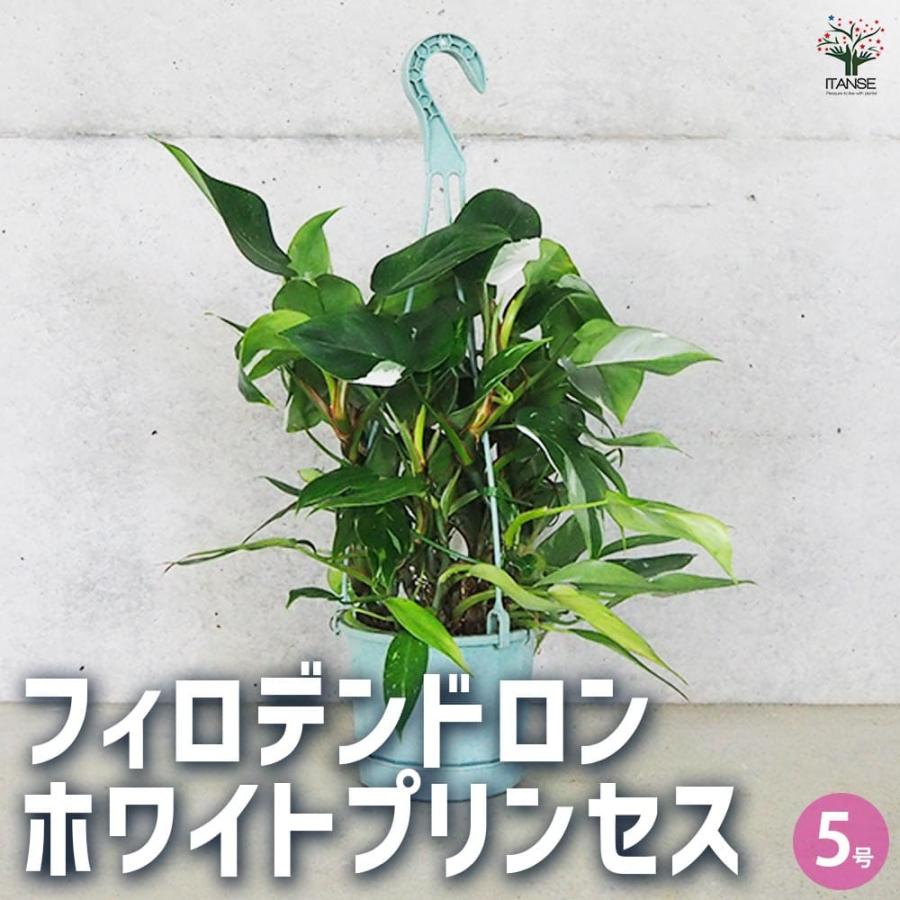 フィロデンドロン ホワイトプリンセス 【観葉植物 5号】 : shopooo by