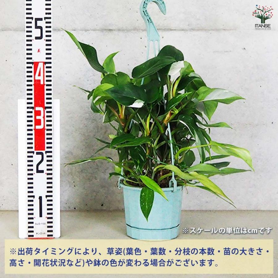 フィロデンドロン ホワイトプリンセス 【観葉植物 5号】 : shopooo by