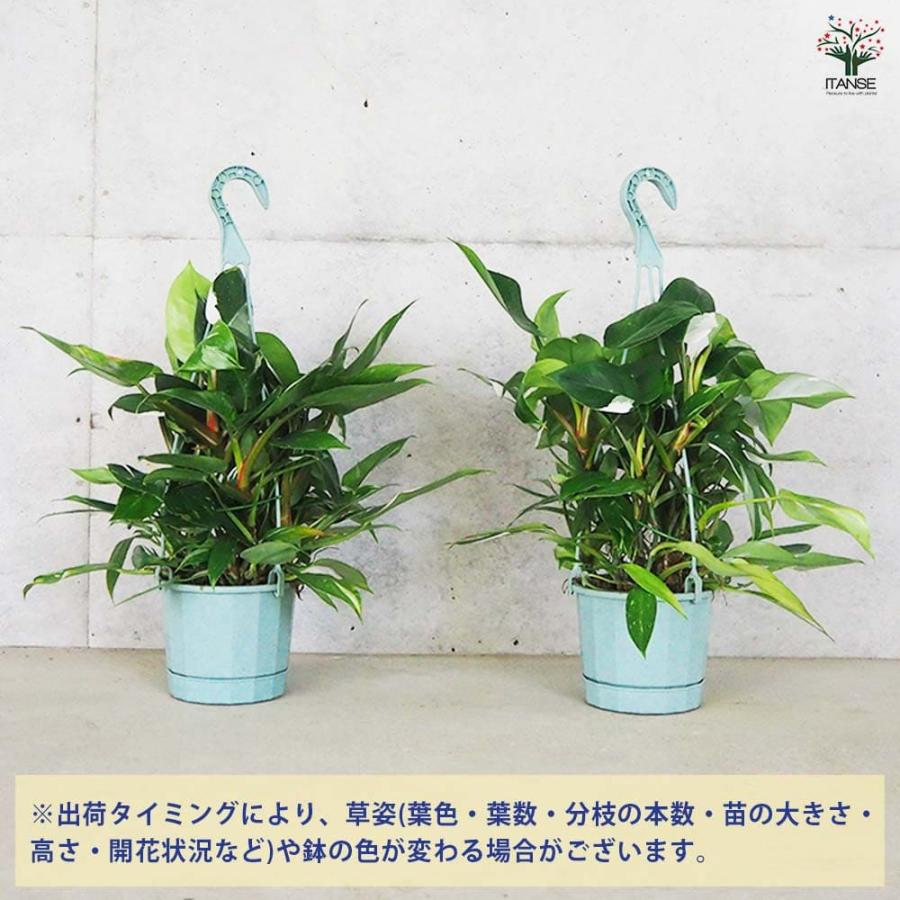 フィロデンドロン ホワイトプリンセス 【観葉植物 5号】 : shopooo by