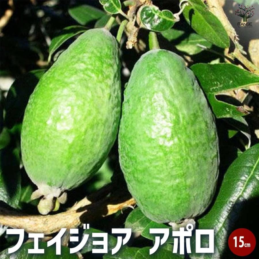 フェイジョア アポロ 【果樹の苗木 15cm 3年生挿し木苗】 : shopooo by