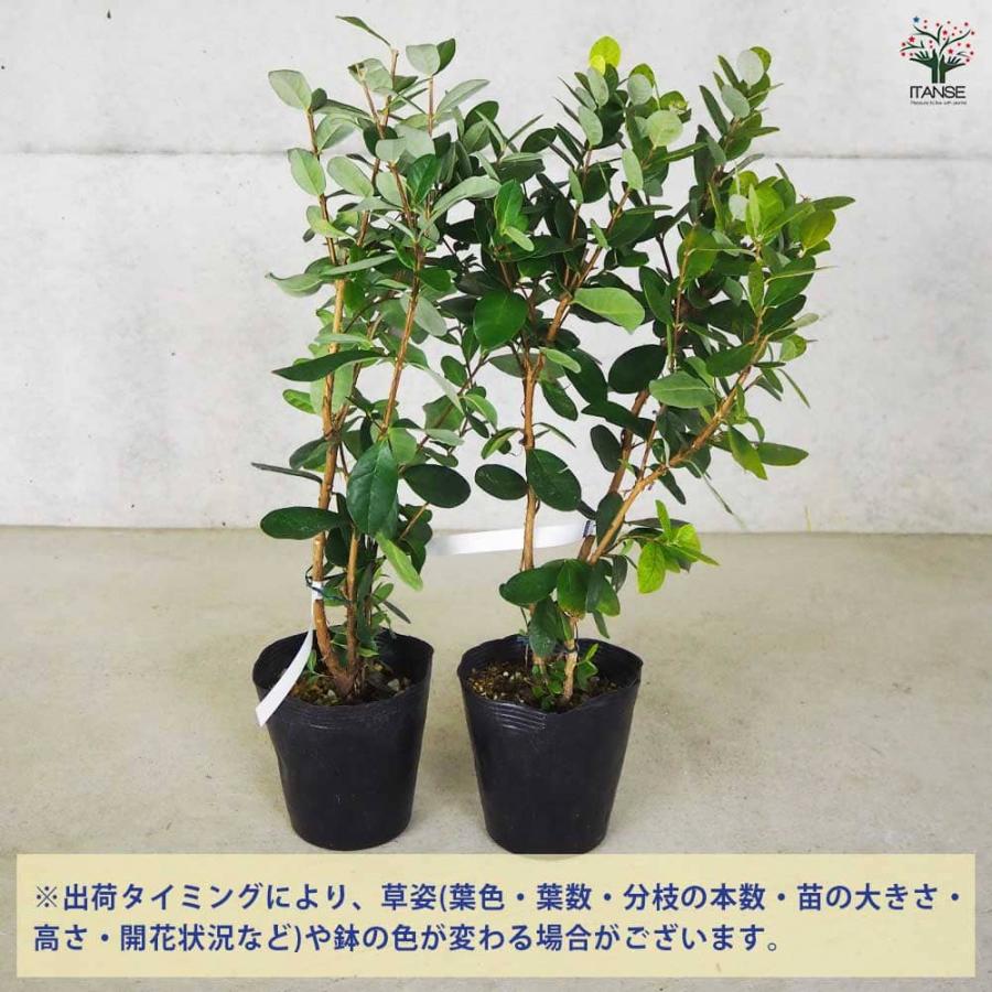 フェイジョア アポロ 【果樹の苗木 15cm 3年生挿し木苗】 : shopooo by