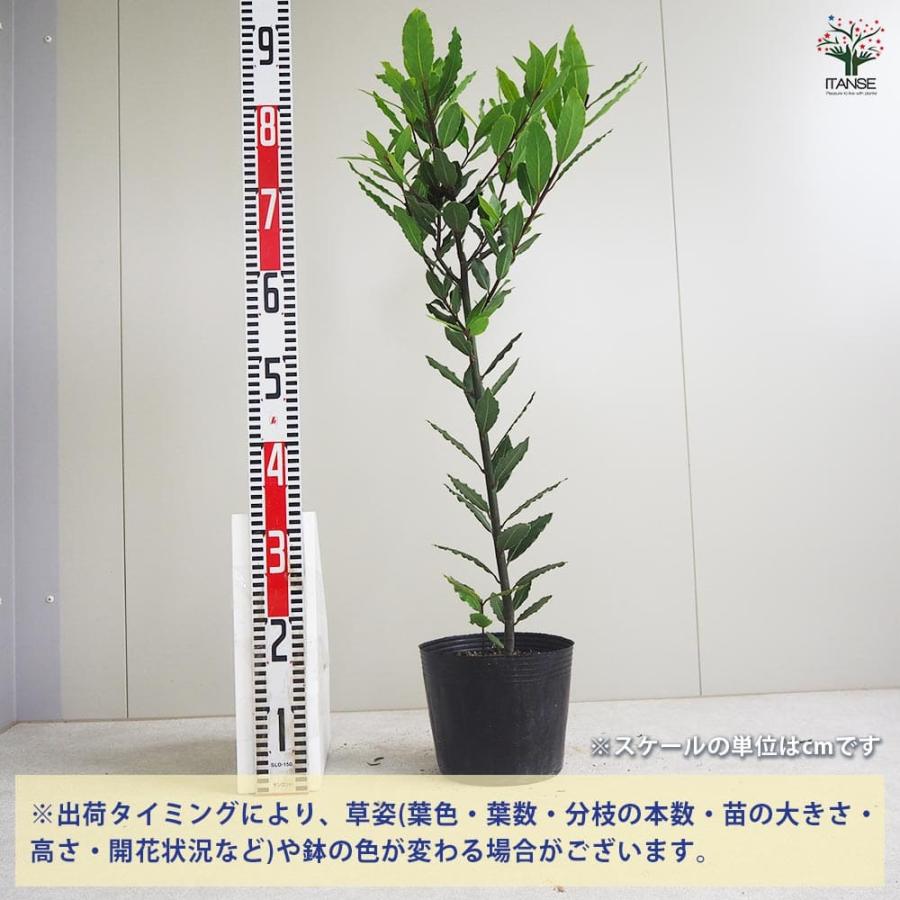 月桂樹(ゲッケイジュ) ローリエ 【花木苗 6号ポット／1個売り