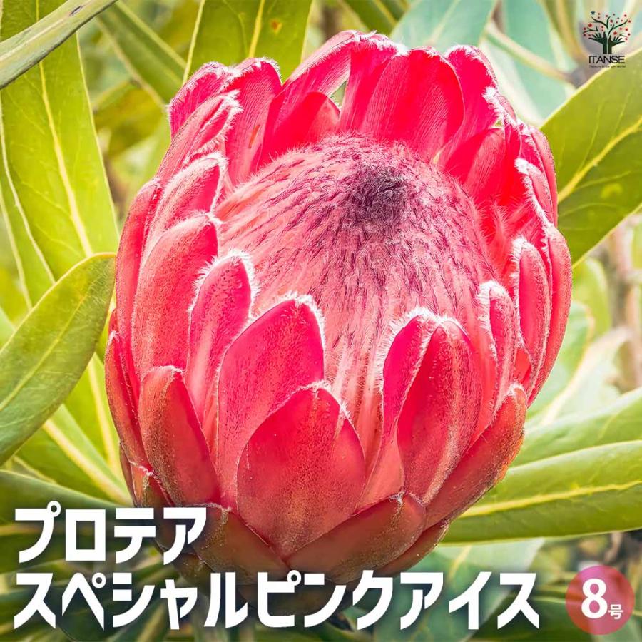 希少 プロテア キングピンク 10号 大苗 鉢植え 苗