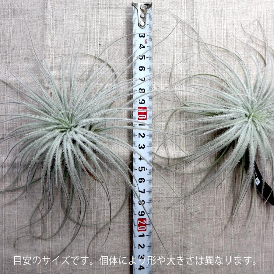 エアープランツ チランジア テクトラム XLサイズ【幅約25cm×高さ約10cm