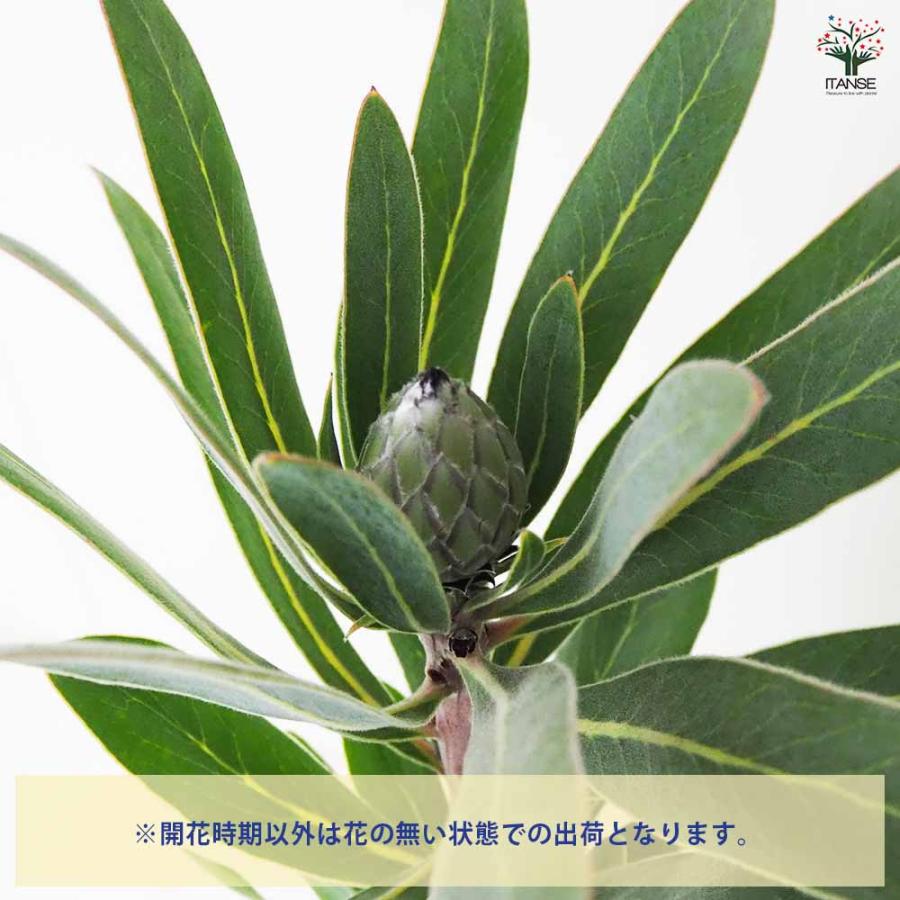プロテア クリームミンク 【花木苗 8号鉢／1個売り】 : shopooo by GMO