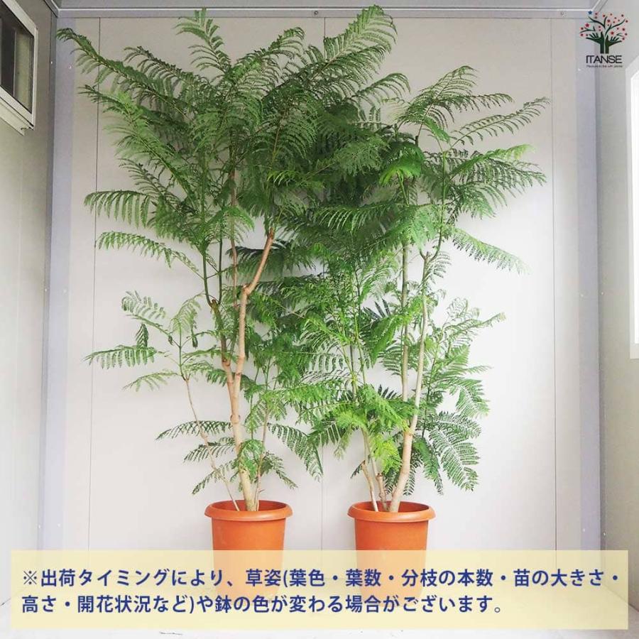 爽やかジャカランダ1号です ジャカランダ(ジャカランタ) 【観葉植物 10号鉢／1個売り】 : shopooo