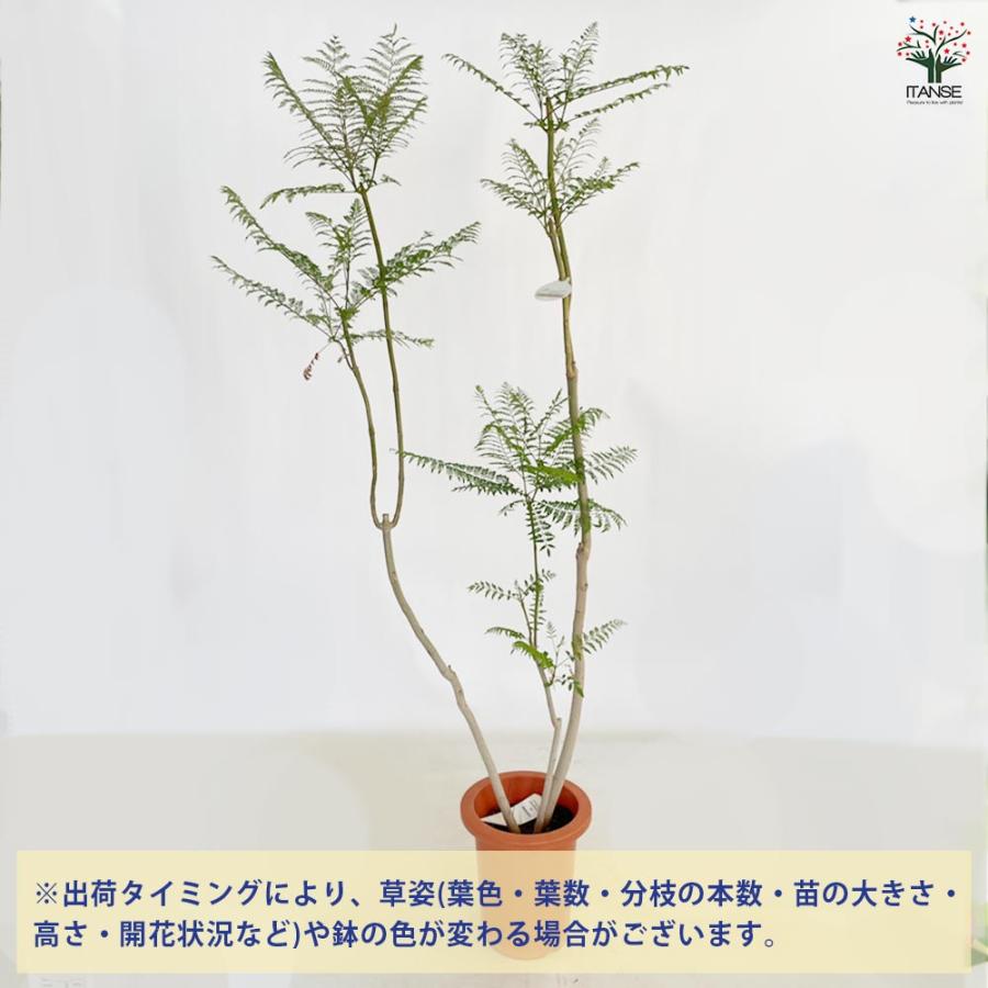 ジャカランダ(ジャカランタ) 【観葉植物 10号鉢／1個売り】 : shopooo