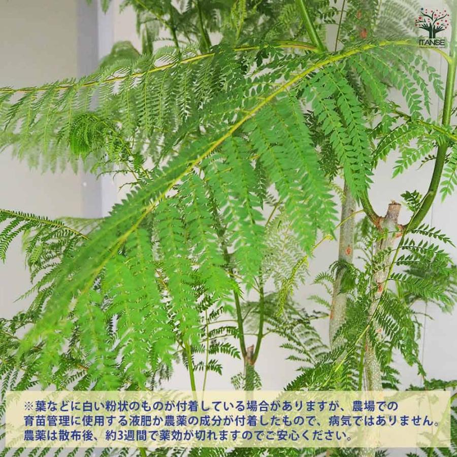 ジャカランダ(ジャカランタ) 【観葉植物 10号鉢／1個売り】 : shopooo