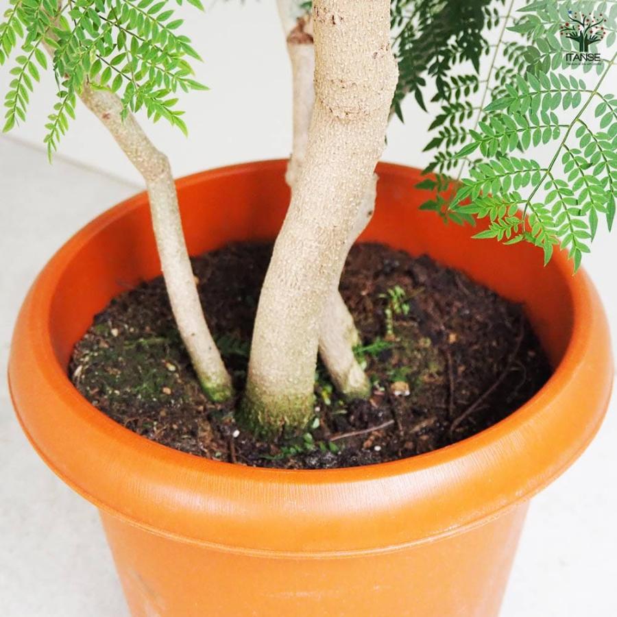 ジャカランダ(ジャカランタ) 【観葉植物 10号鉢／1個売り】 : shopooo