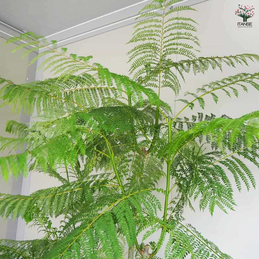 ジャカランダ(ジャカランタ) 【観葉植物 10号鉢／1個売り】 : shopooo