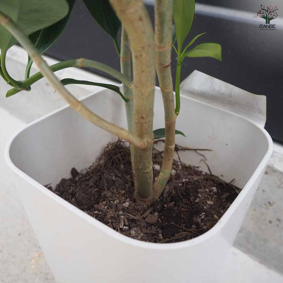フィカス ファグラエア 皿付き 【観葉植物 8号鉢／1個売り】 : shopooo