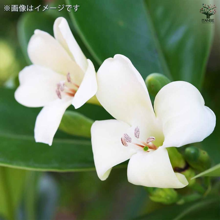 フィカス ファグラエア 皿付き 【観葉植物 8号鉢／1個売り