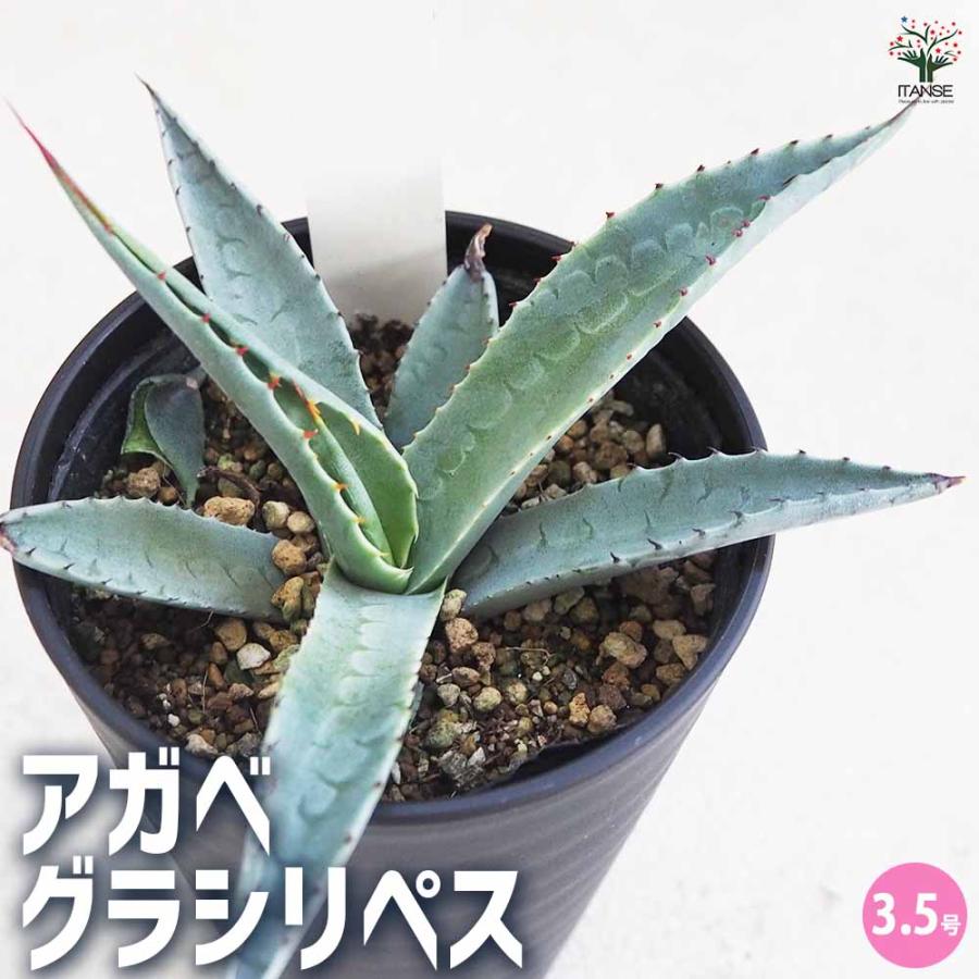 アガベ グラシリペス 【多肉植物 3.5号／1個売り】 : shopooo by GMO